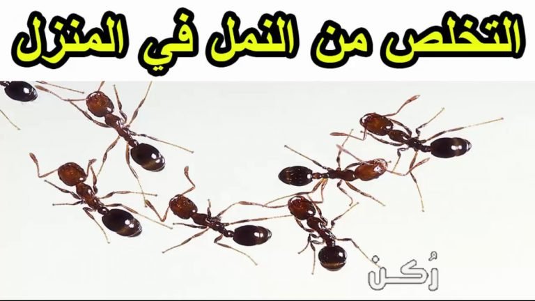 أسهل طرق للقضاء على النمل بوصفات منزلية