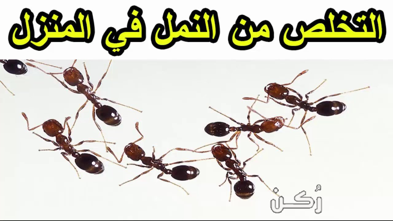 افضل طريقة تساعد في القضاء على النمل في المنزل