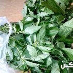 طريقة تفريز الملوخية وتجميدها بطريقة سهلة