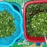 طريقة تخزين البامية وتجفيفها بطريقة الست غالية