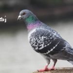 تفسير رؤية الحمام في المنام