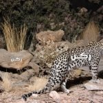 فرصة سياحة لرؤية الحيوانات المهددة بالانقراض حول العالم