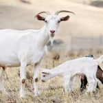 تفسير رؤية الماعز في المنام