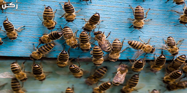 كيفية استخدام الزيوت العطرية للقضاء على خلية النحل
