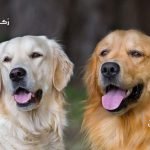 تفسير حلم الكلاب في المنام