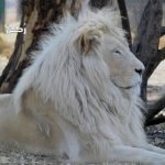 تفسير رؤية الأسد الأليف في المنام