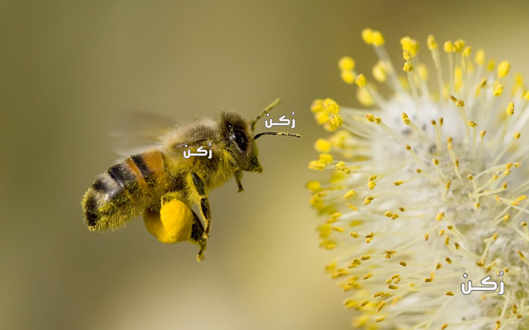 طريقة التخلص من خلية النحل خطوة بخطوة