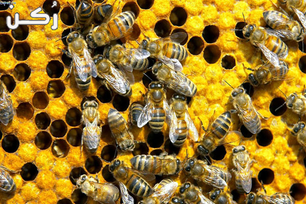 طريقة التخلص من خلية النحل خطوة بخطوة