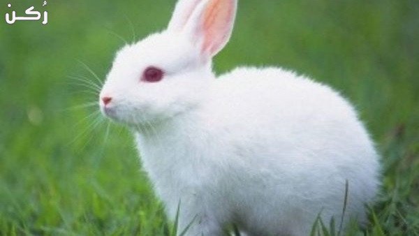 تفسير حلم رؤية الأرنب في المنام للمرأة والرجل