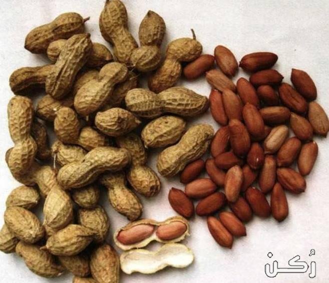 ما هي انيميا الفول 