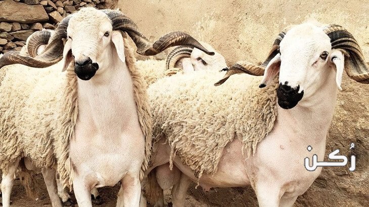 حلم رؤية الكبش