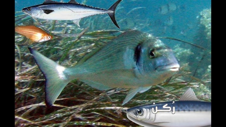 أسماك البحر الأبيض المتوسط