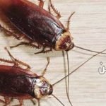 حلم الصراصير في البيت