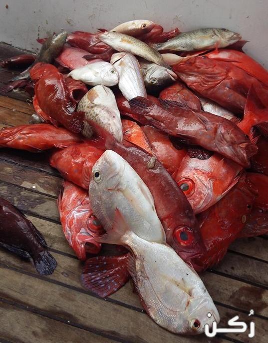 أشهر أسماك البحر الأحمر وسبب تسمية البحر بالأحمر