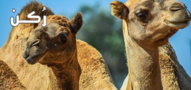 السعرات الحرارية في لحم الجمل