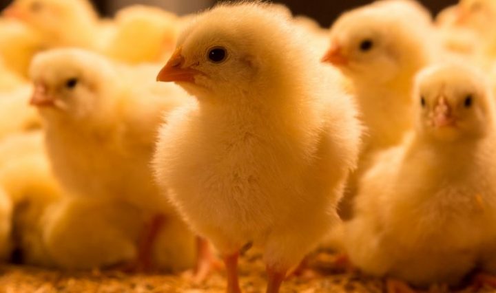 การตีความการเห็นลูกไก่สีเหลืองในความฝันโดยอิบันสิรินทร์โดยละเอียด - เว็บไซต์ Rukn