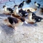 طريقة تربية البط المسكوفي