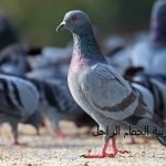 طريقة تربية الحمام الزاجل