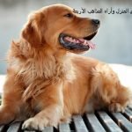 حكم تربية الكلاب في المنزل
