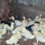 تربية البط الفرنساوي