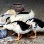 تربية البط البغال