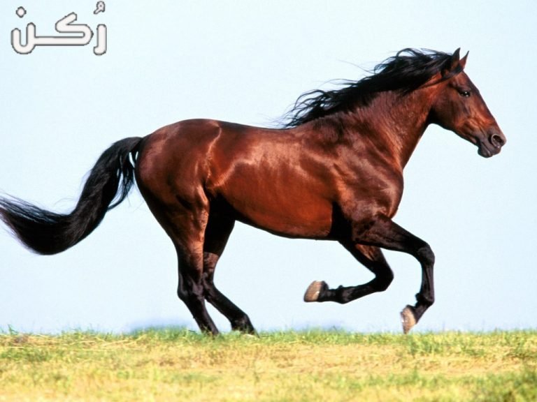 تربية الخيول