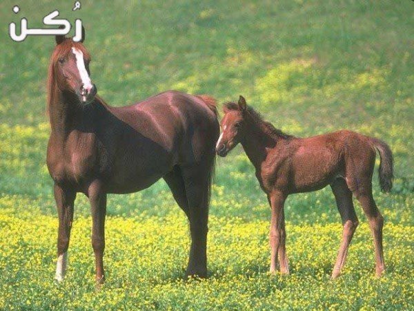 تربية الخيول