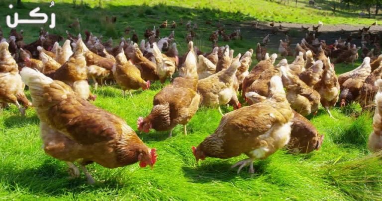 افضل الطرق لتربية الدواجن