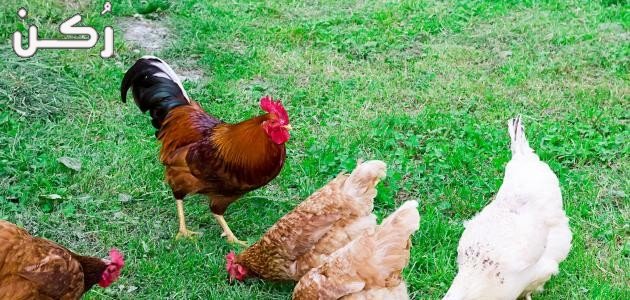 افضل الطرق لتربية الدواجن