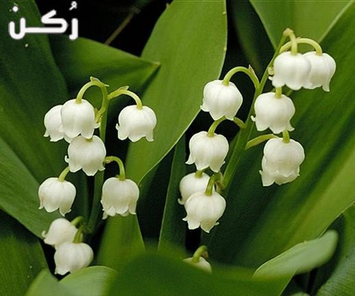 افضل غذاء للخيول