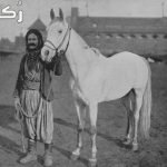 افضل غذاء للخيول