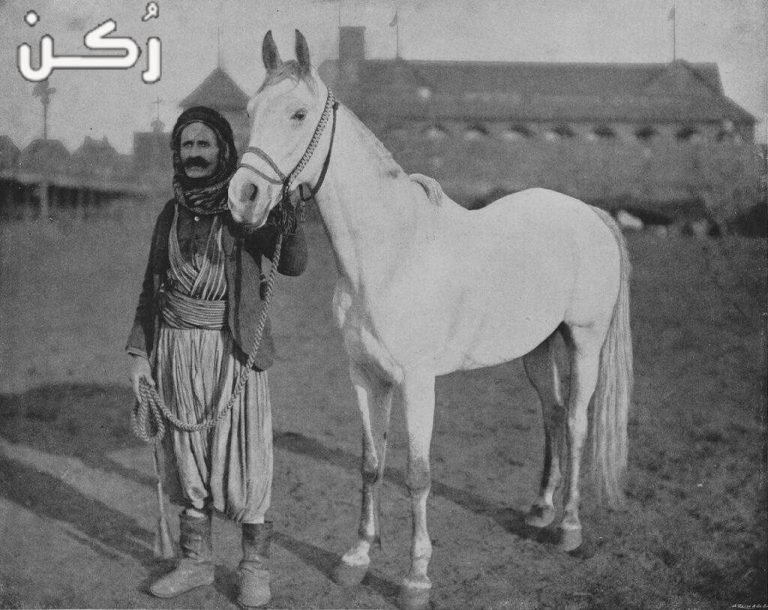 افضل غذاء للخيول