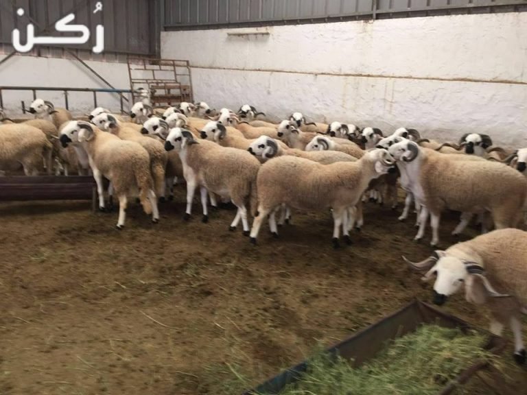 انواع الأعلاف لتسمين المواشي