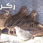 تربية السمان