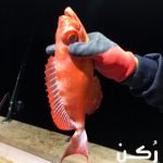 تفسير حلم صيد الاسماك