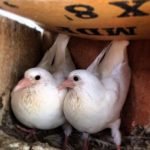 طريقة تربية الحمام
