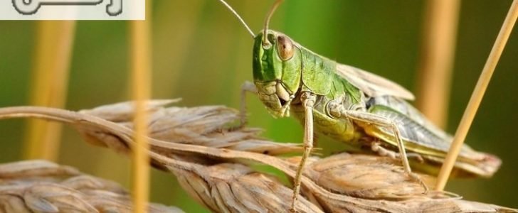 تفسير حلم الجراد في المنام لابن سيرين