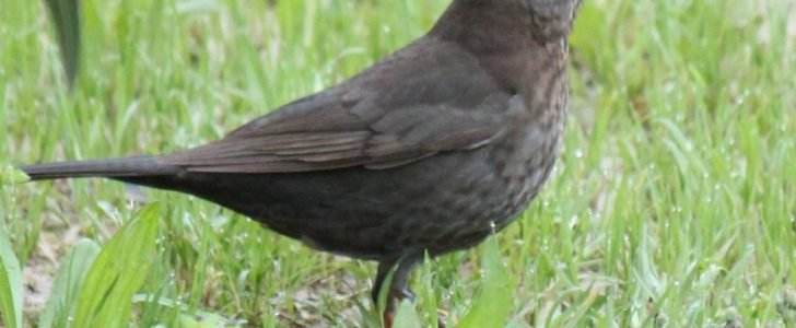 معلومات عن طائر الشحرور Blackbird