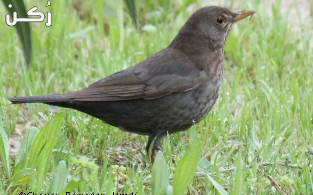 معلومات عن طائر الشحرور Blackbird