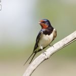 طائر السنونو وأنواعه