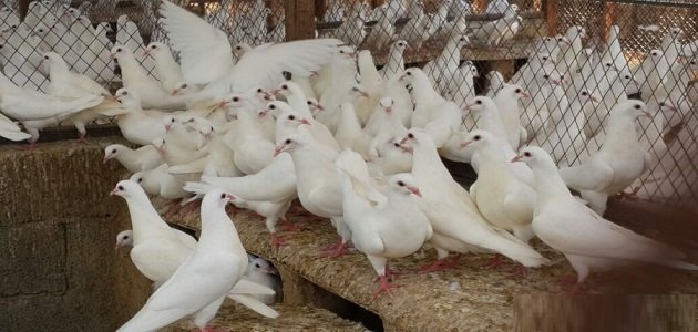 تربية الحمام اللاحم في المنزل