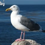 رؤية طائر النورس