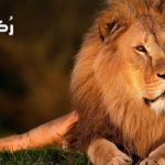حلم رؤية الأسد وشبل الأسد