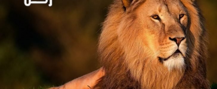 تفسير حلم رؤية الأسد وشبل الأسد في المنام للعزباء والمتزوجة والحامل