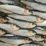 رؤية السردين للعزباء