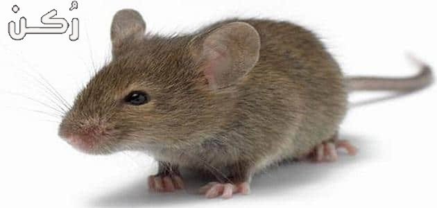 تفسير حلم الفئران في المنام
