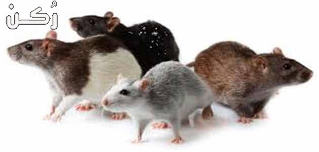 ما هو تفسير حلم الفئران في المنام؟