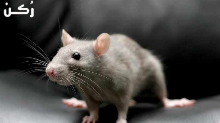 ما هو تفسير حلم قتل الفئران في المنام؟