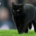 رؤية القطة السوداء