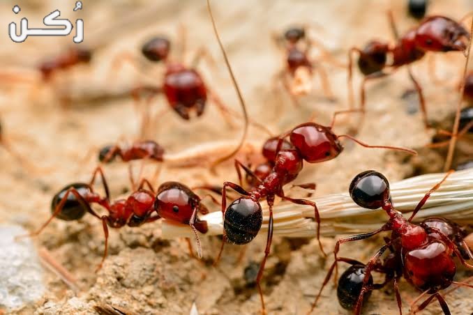 تفسير حلم النمل في المنام للمتزوجة والعزباء والرجل